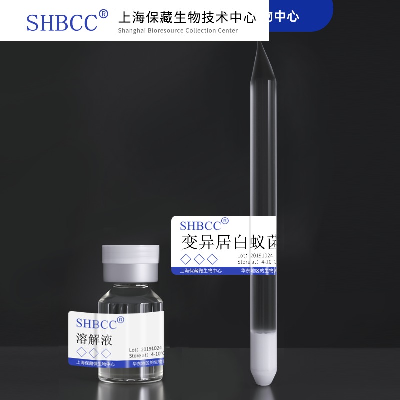 shmcc变异居白蚁菌营养肉汁琼脂