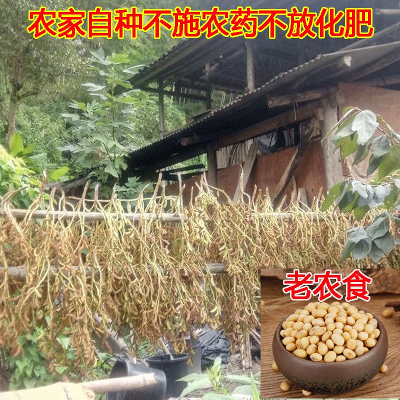 广西黄豆非转基因打豆浆净重五斤
