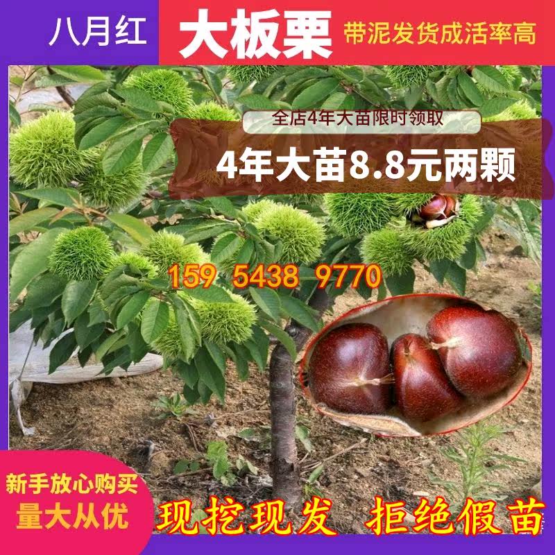 八月红板栗树苗南北方庭院地栽种植阳台盆栽特大果树结果当年嫁接