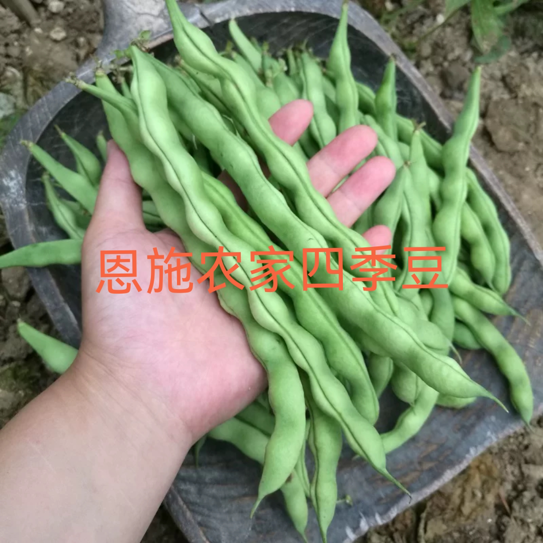 宣恩老品种四季豆金豆新鲜四季豆农家自种现摘现豆角蔬菜露天豆角