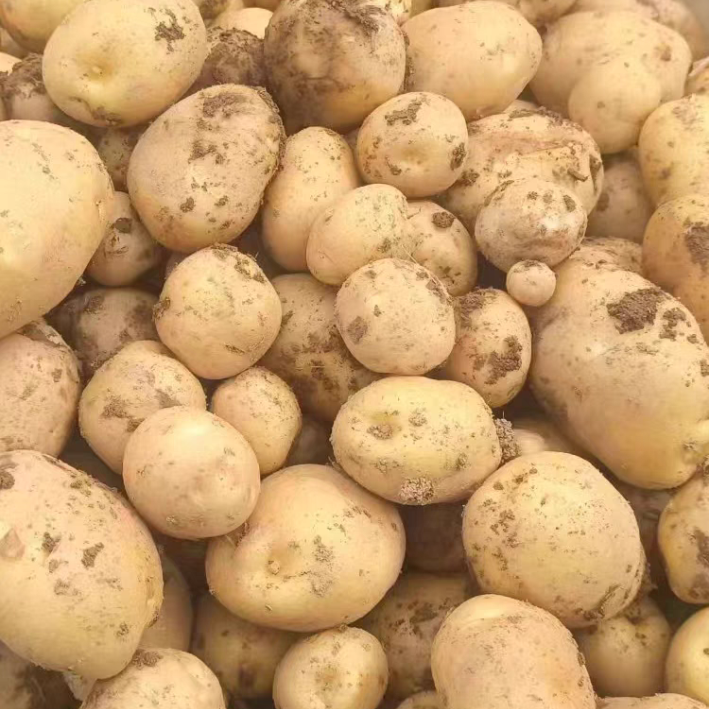 2023年新恩施富硒土特产老品种黄心富硒土豆马铃薯马尔科洋玉 5斤