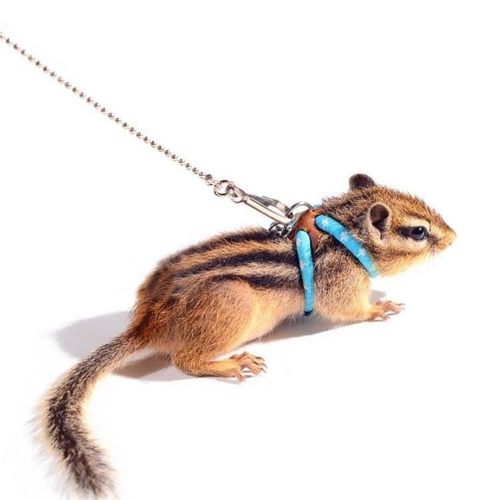 【已售10W+】可调节仓鼠牵引绳