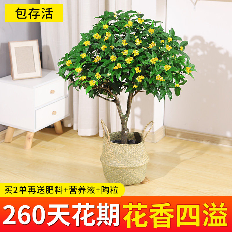 桂花树苗盆栽植物室内外花卉金满堂四季开花浓香型大盆景老桩好养