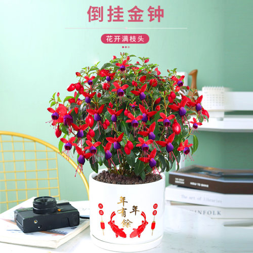 灯笼花植物宝莲灯四季素材模板 灯笼花植物宝莲灯四季图片下载 小麦优选