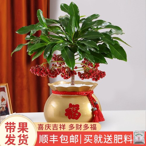 金玉满堂植物