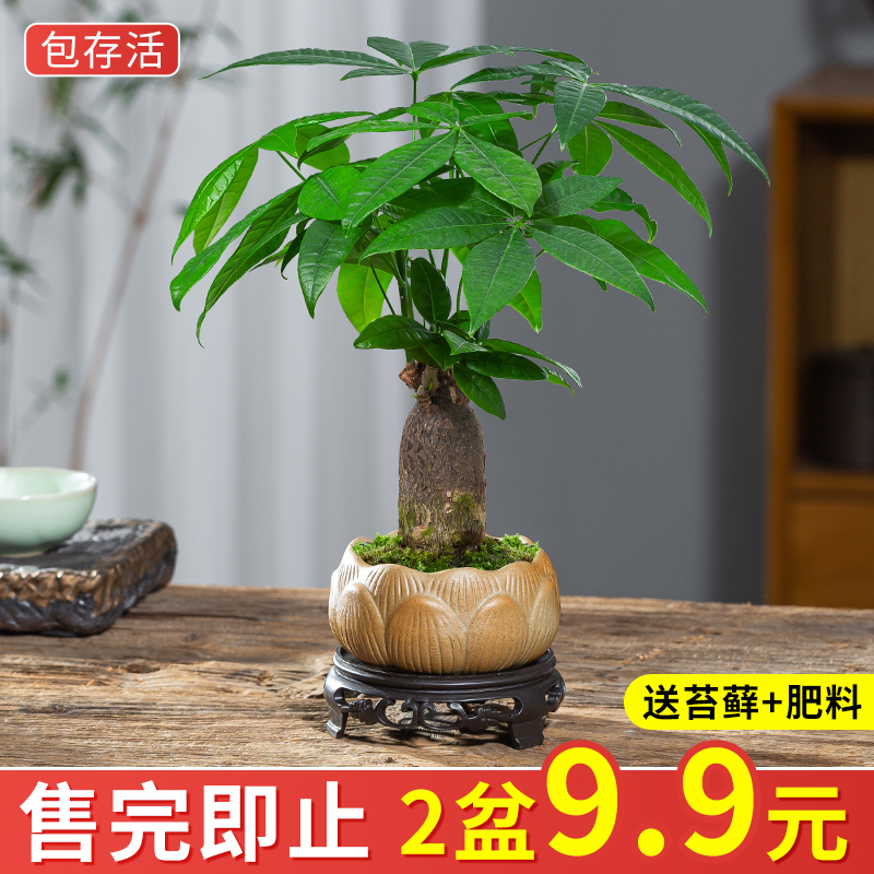 发财树小盆栽室内植物水培客厅招财摆件新款花卉绿植盆景好养易活