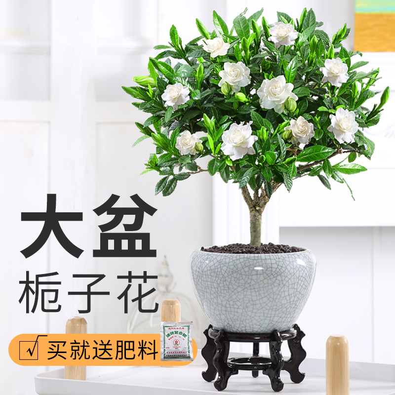 栀子花盆栽大棵老桩四季开花水培植物室内花卉绿植浓香型树苗好养 慢呼吸旗舰店 淘优券