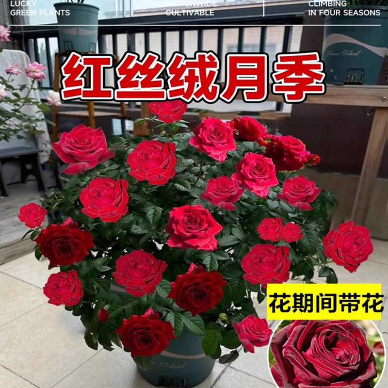 红丝绒月季花苗大花浓香玫瑰植物