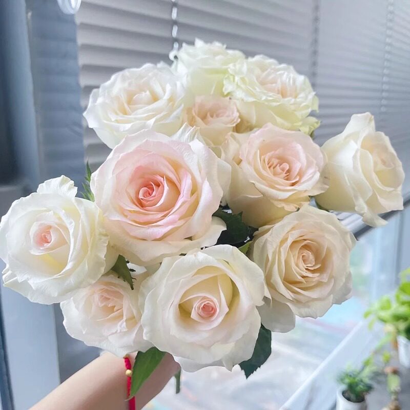 小白兔月季特大朵切花玫瑰清新优雅四季开浓香月季花苗阳台花卉