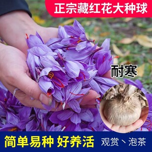 藏红花种球番红花种子西红花球根苗盆栽植物秋冬季开花藏红花种子