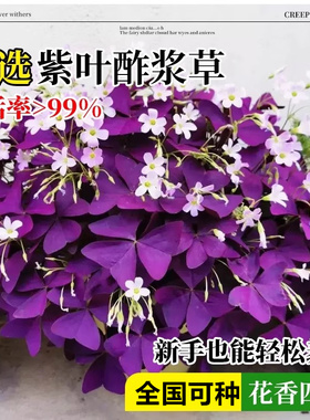 紫叶酢浆草种球幸运草多年生盆栽紫蝴蝶花卉紫色酢浆草炸酱草种子