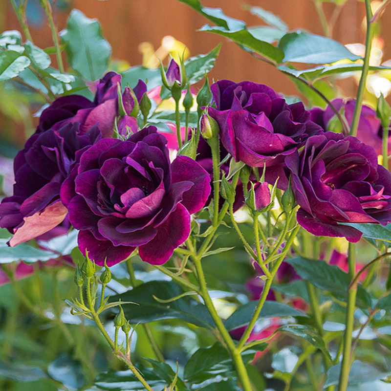 葡萄冰山灌木植物花卉四季月季