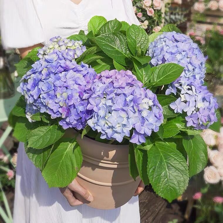 绣球花苗老桩无尽夏四季开花不断盆栽花卉室内阳台庭院易养活植物