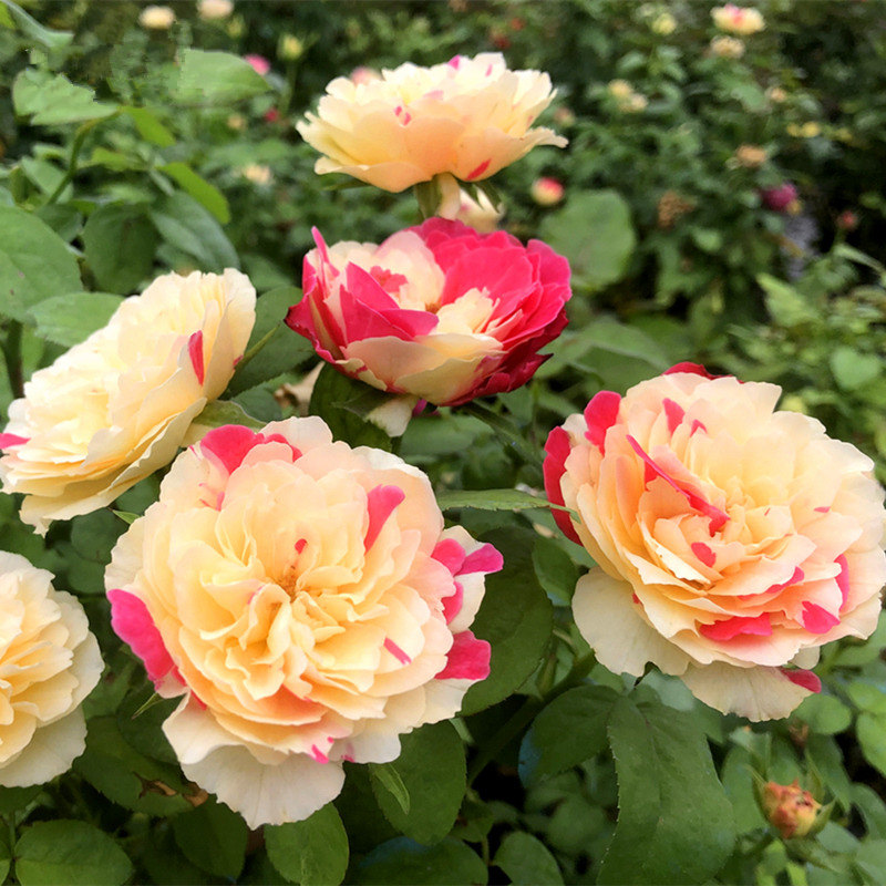 复色灌木庭院月季花苗四季风月