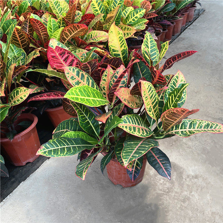 变叶木盆栽七彩网红变色木植物室内外大叶绿植阳台绿化带围栏花卉