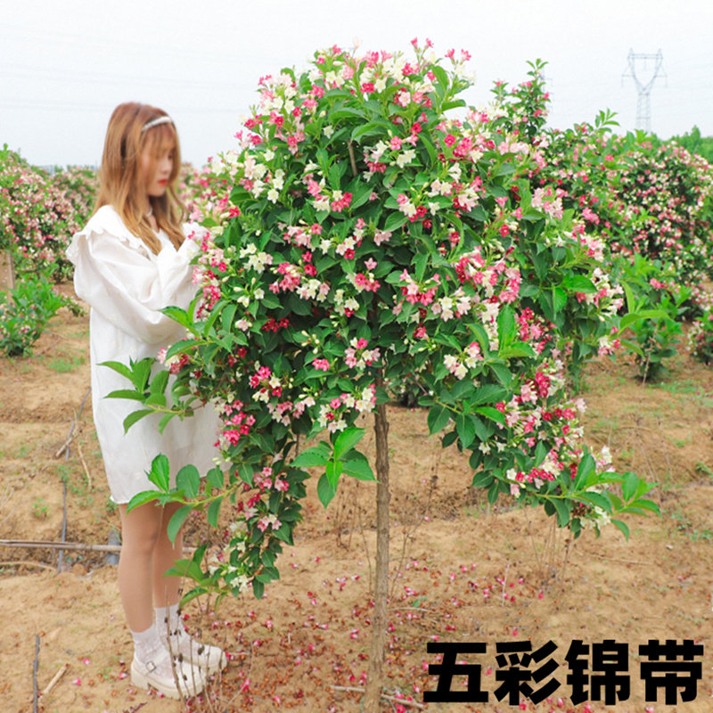 五彩锦带树苗美国红王子锦带苗庭院锦带花卉盆栽地栽高档灌木花苗