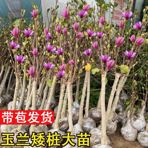 带花苞发货，潮流精品，品质保证