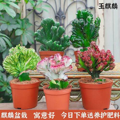 招财仙人掌盆栽耐旱彩麒麟五指山