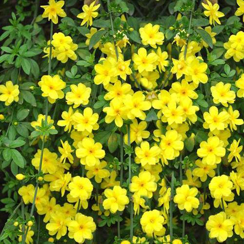 耐寒庭院盆景迎春花攀援报春花