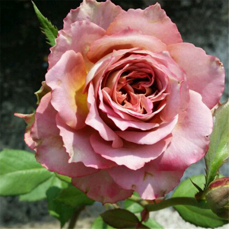 英伦节拍阳台月季四季开花复古色