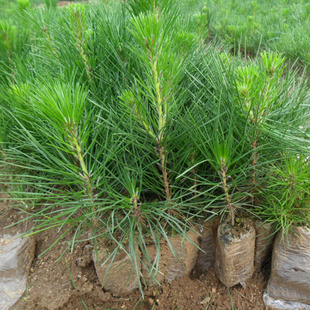 优质白皮松苗白皮松树苗三叶白皮松小苗绿化树苗四季常青苗圃直销