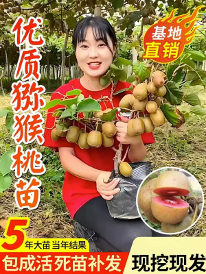 猕猴桃果苗树苗红心当年结果