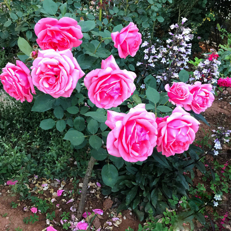 粉绯扇棒棒糖树状月季花树苗粉色特大花四季阳台庭院浓香树桩月季