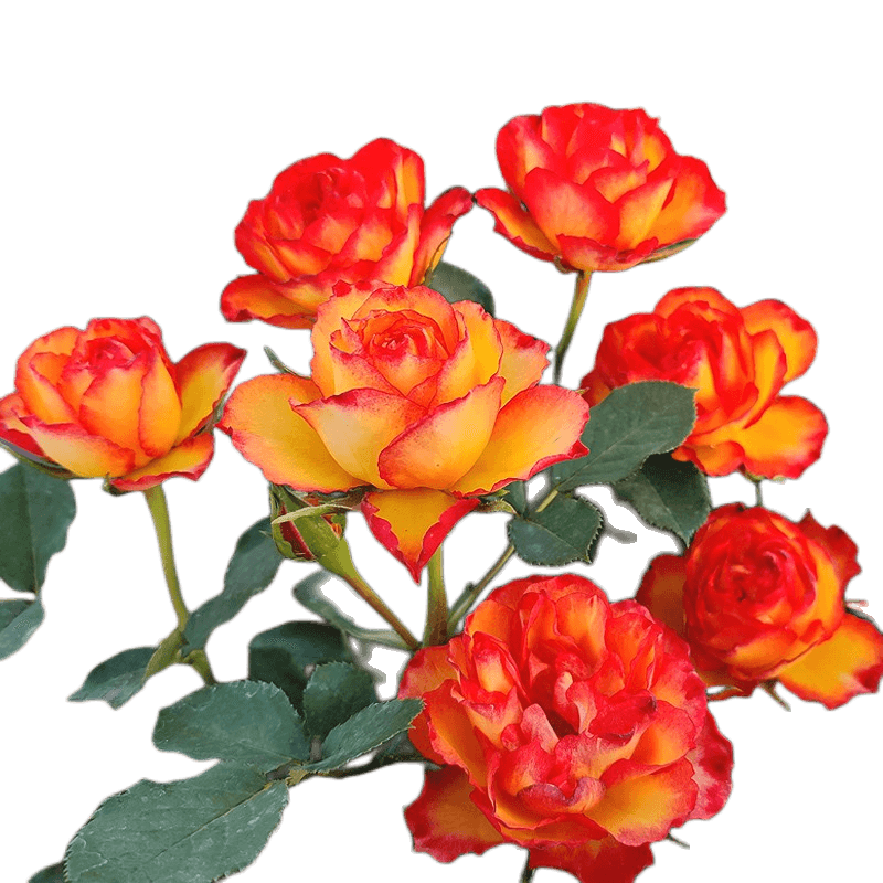 大花火焰帶花苞玫瑰花苗花卉綠植物盆栽月季薔薇陽臺四季開濃香