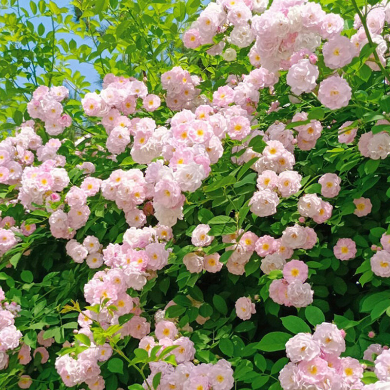 粉团蔷薇花苗多花无刺十姐妹群开老品种爬墙花七姊妹爬藤花卉植物,鲜花速递/花卉仿真/绿植园艺,时令草本花卉,淘宝优惠券,粉丝福利购,淘宝优惠卷