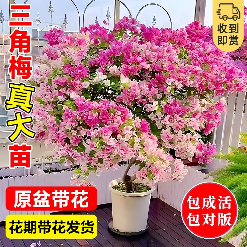 三角梅盆栽带花带盆栽好发货