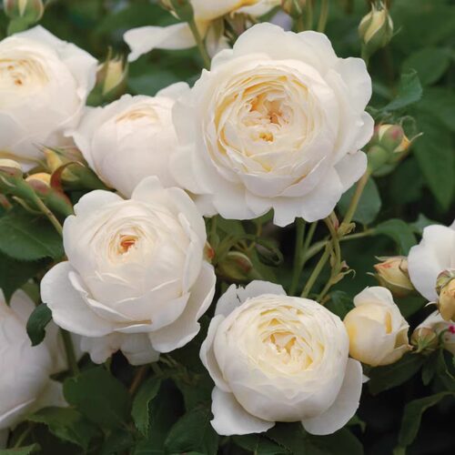 奥斯汀庭院月季花苗克莱尔大花