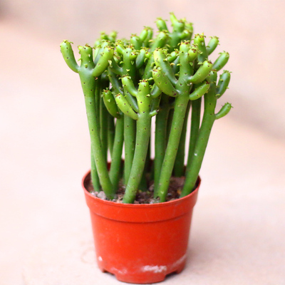 光棍树多肉植物室内客厅四季常青绿植办公室桌面创意珊瑚树盆景