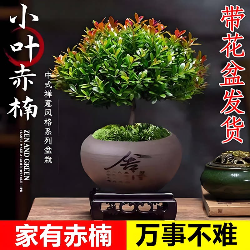 小叶赤楠盆景金丝楠木老桩迷你植物室内盆栽花卉微景观好养小绿植