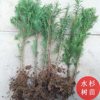 树苗庭院水杉绿化南北方盆栽花卉