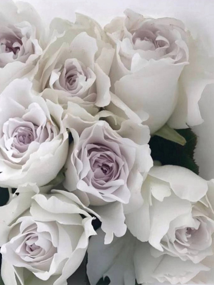 加百列大天使 欧月季香水玫瑰日本天使系列 浓香 四季开花勤花