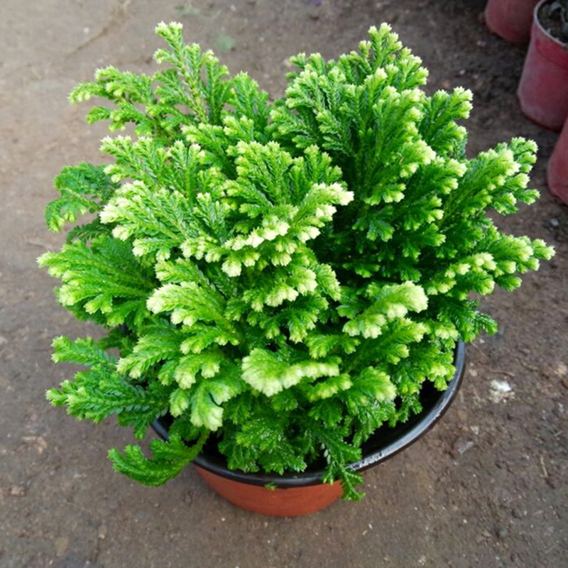 卷柏盆栽九死还魂草不死草植物蕨类花卉复活草四季常青观叶绿植