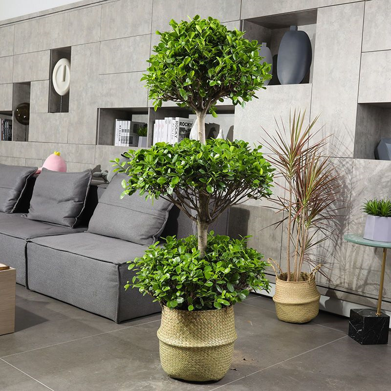 摇钱树盆栽四季常青金钱榕三层