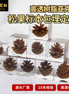 亚克力包埋松果干果树脂标本