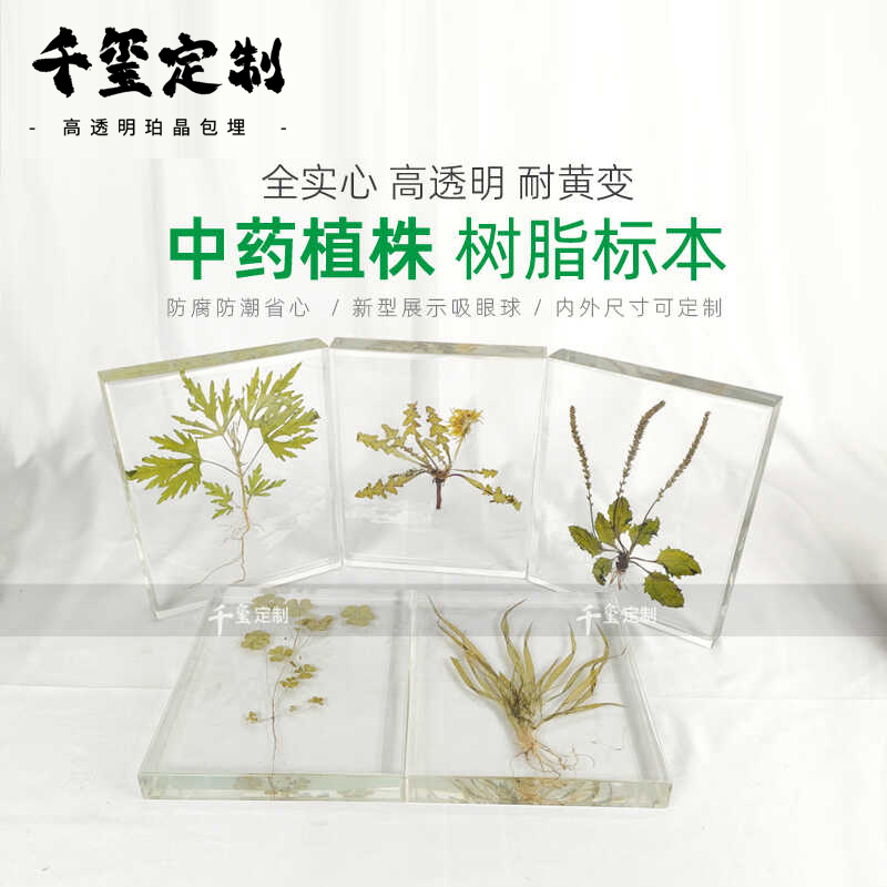 中药馆装饰物料整株根植物草本植物树脂标本展示腊叶教学认知墙教