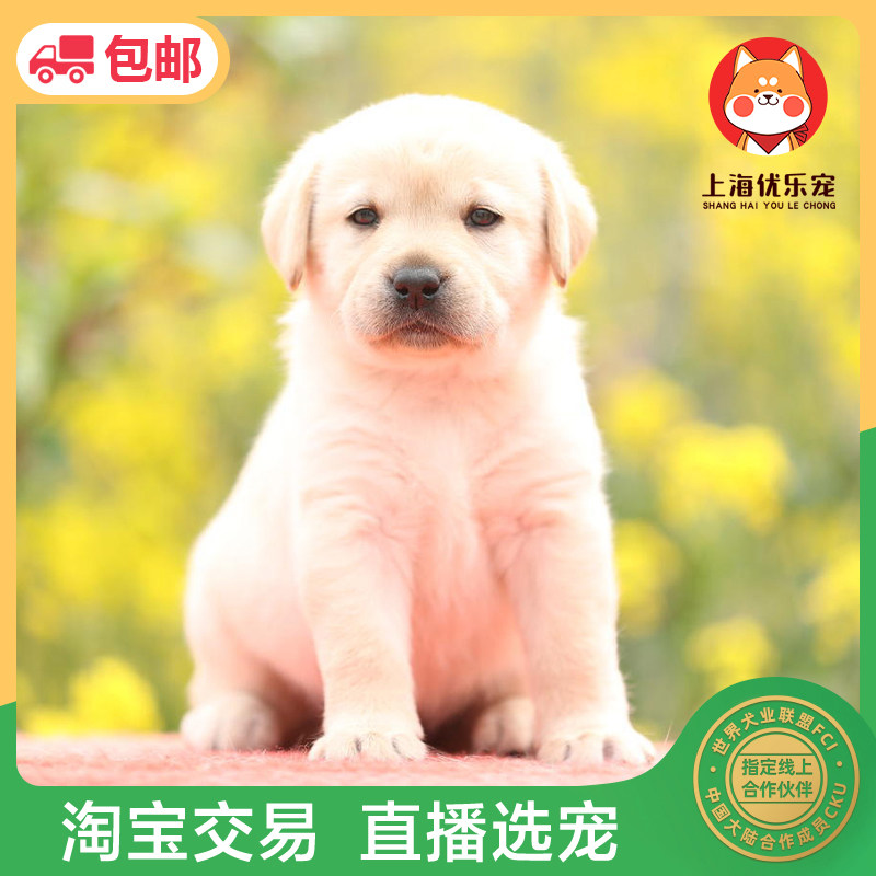 上海犬舍纯种双血统赛级拉布拉多幼犬宠物活体狗狗短毛导盲犬小七
