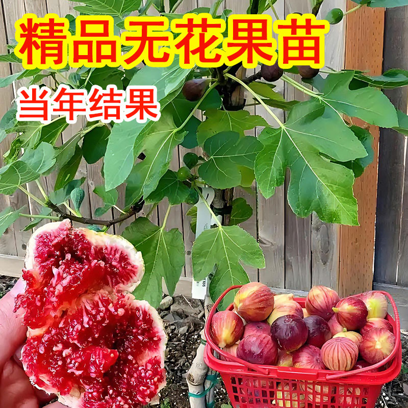 大果无花果苗四季好养波姬红