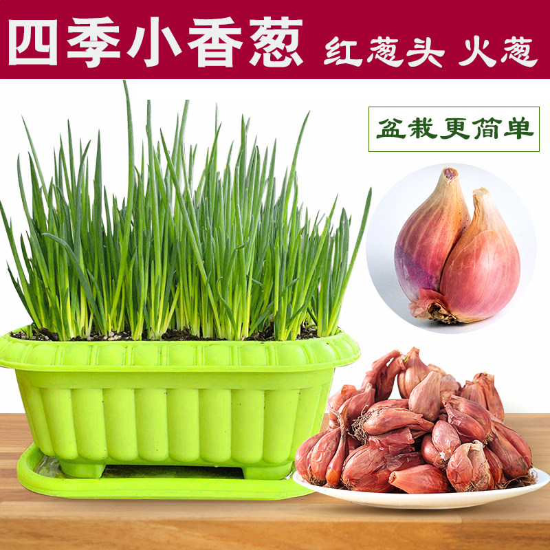 四季盆栽小香葱种头葱种苗子红葱火葱头四川南北方阳台种植大葱