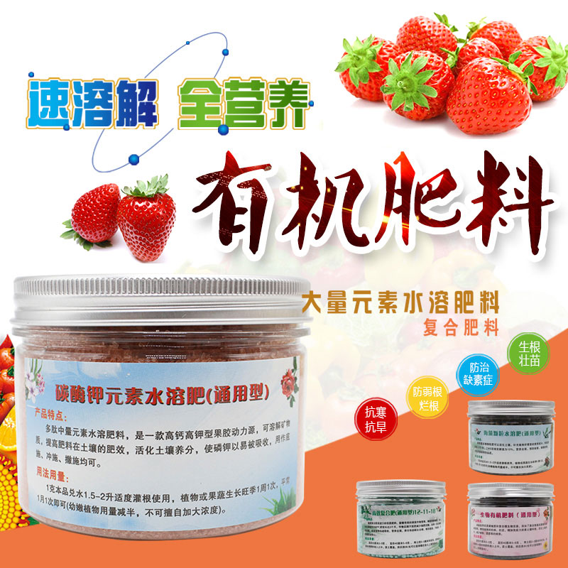 有机草莓高效水溶花朵果多盆栽