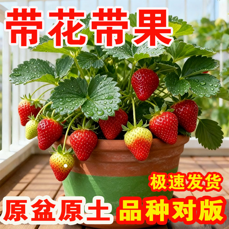 四季盆栽原盆原土带花带果