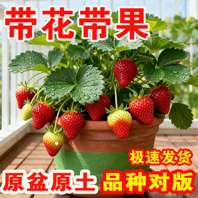 四季盆栽原盆原土带花带果