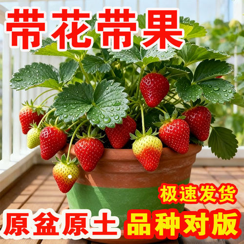 四季盆栽原盆原土带花带果