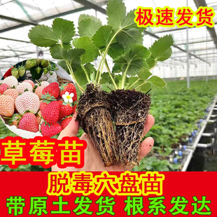 盆栽食用奶油隋珠红颜白雪穴盘苗果苗南北阳台种植好养 草莓苗四季