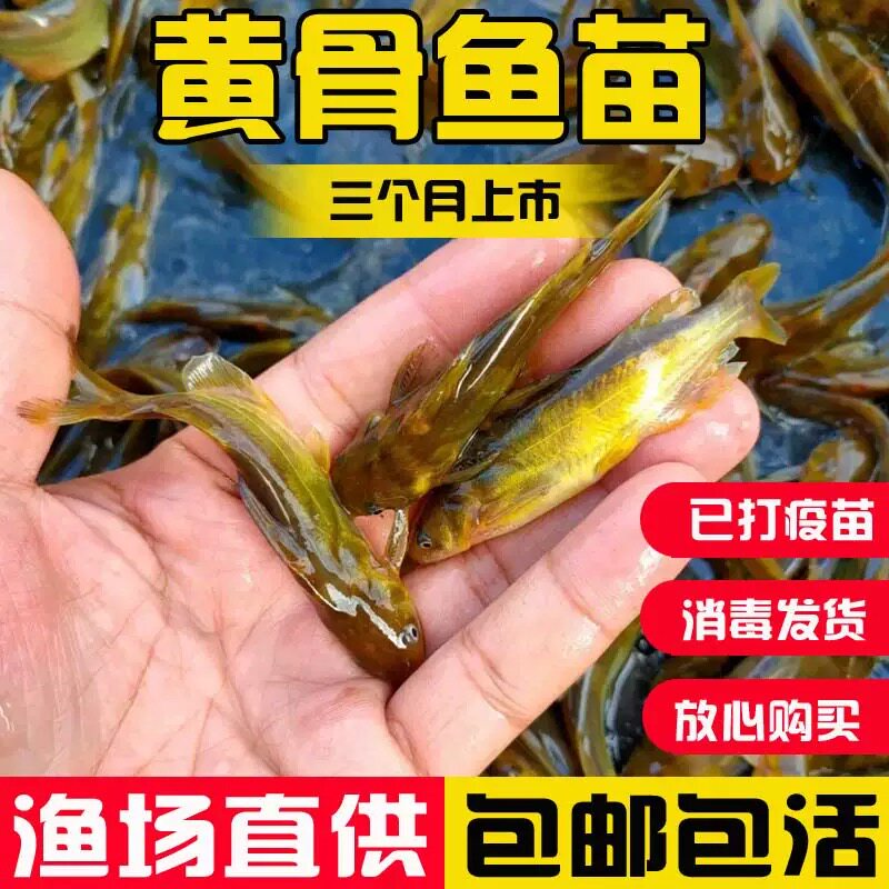 黄骨鱼苗淡水养殖食用黄辣丁