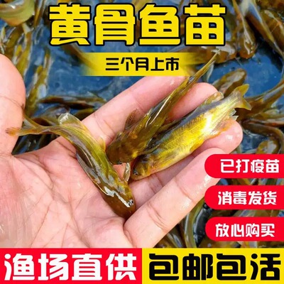 黄骨鱼苗淡水养殖食用黄辣丁