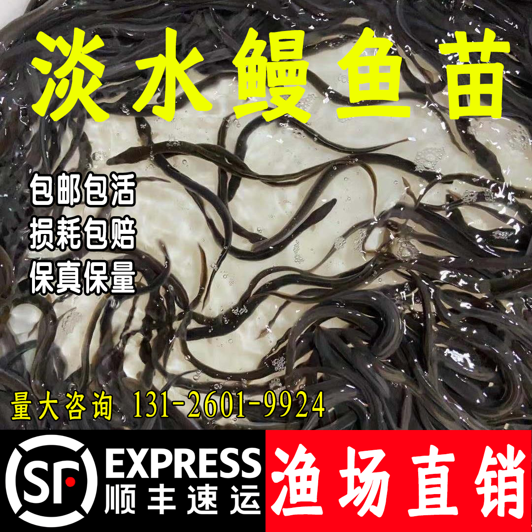 鳗鱼苗淡水养殖白鳝鱼苗白鳗苗河鳗苗花鳝苗花鳗鱼苗鲜活包邮包活